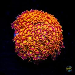 WWC Flame Tongue Micro Goniopora