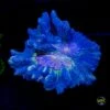 Northrend Pectinia 1 Northrend Pectinia -Coral Shop W MEM25 03 04