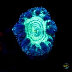 Phantasm Blastomussa