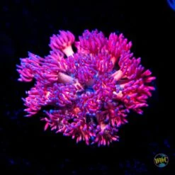 WWC Jewel Thief Goniopora