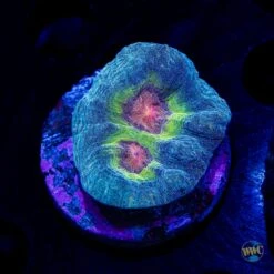 Dark Cosmos Pectinia