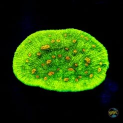 Space Invader Mycedium Chalice