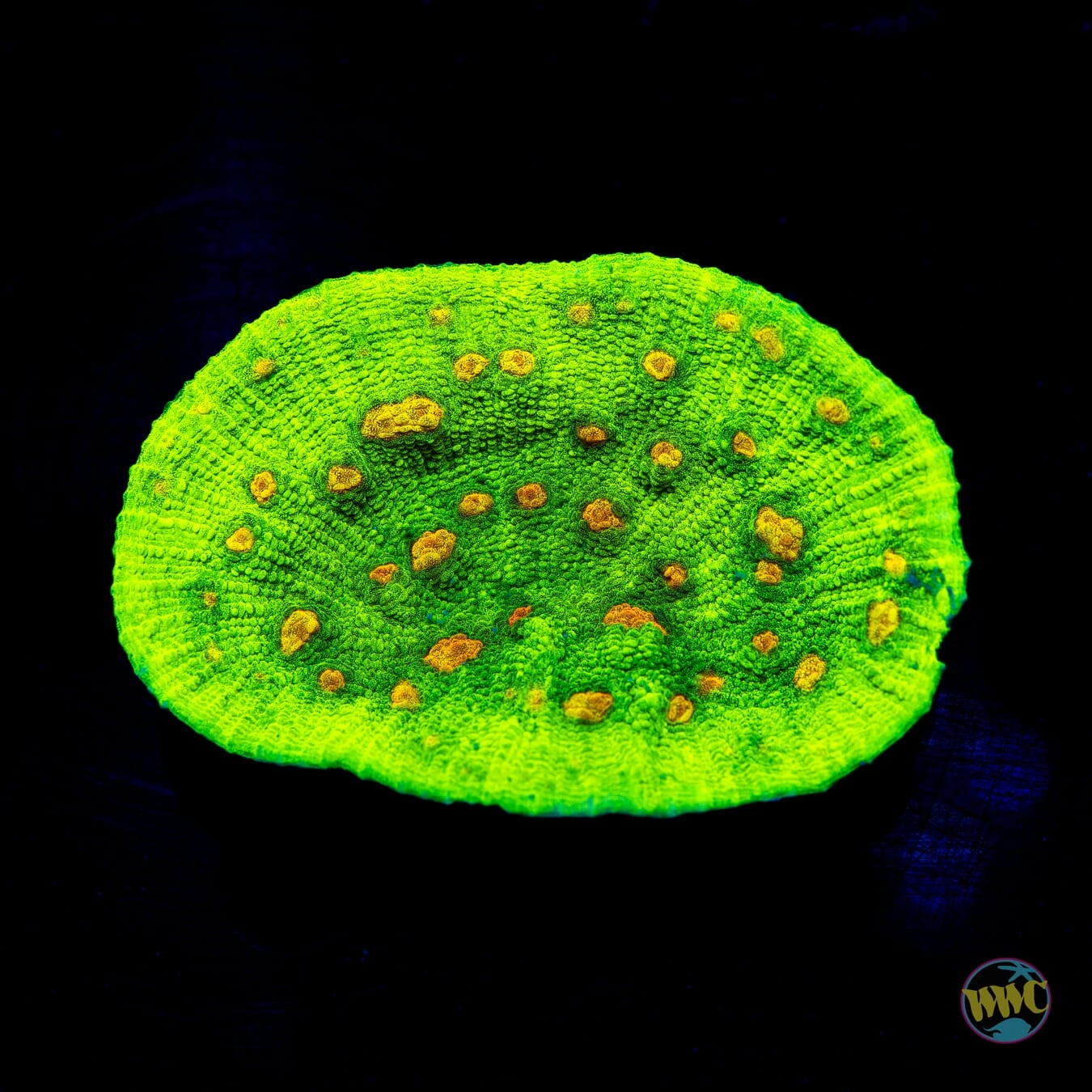 Space Invader Mycedium Chalice 3 Space Invader Mycedium Chalice