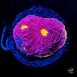 WWC Banana Boom Chalice