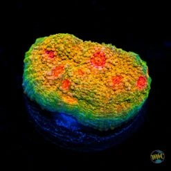 Tyree Mummy Eye Chalice