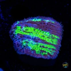 WWC Treefrog Tongue Coral