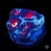 Demon Eye Favia -Coral Shop W MEM25 05 02