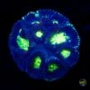 Toxic Pool Favia -Coral Shop W MEM25 05 21