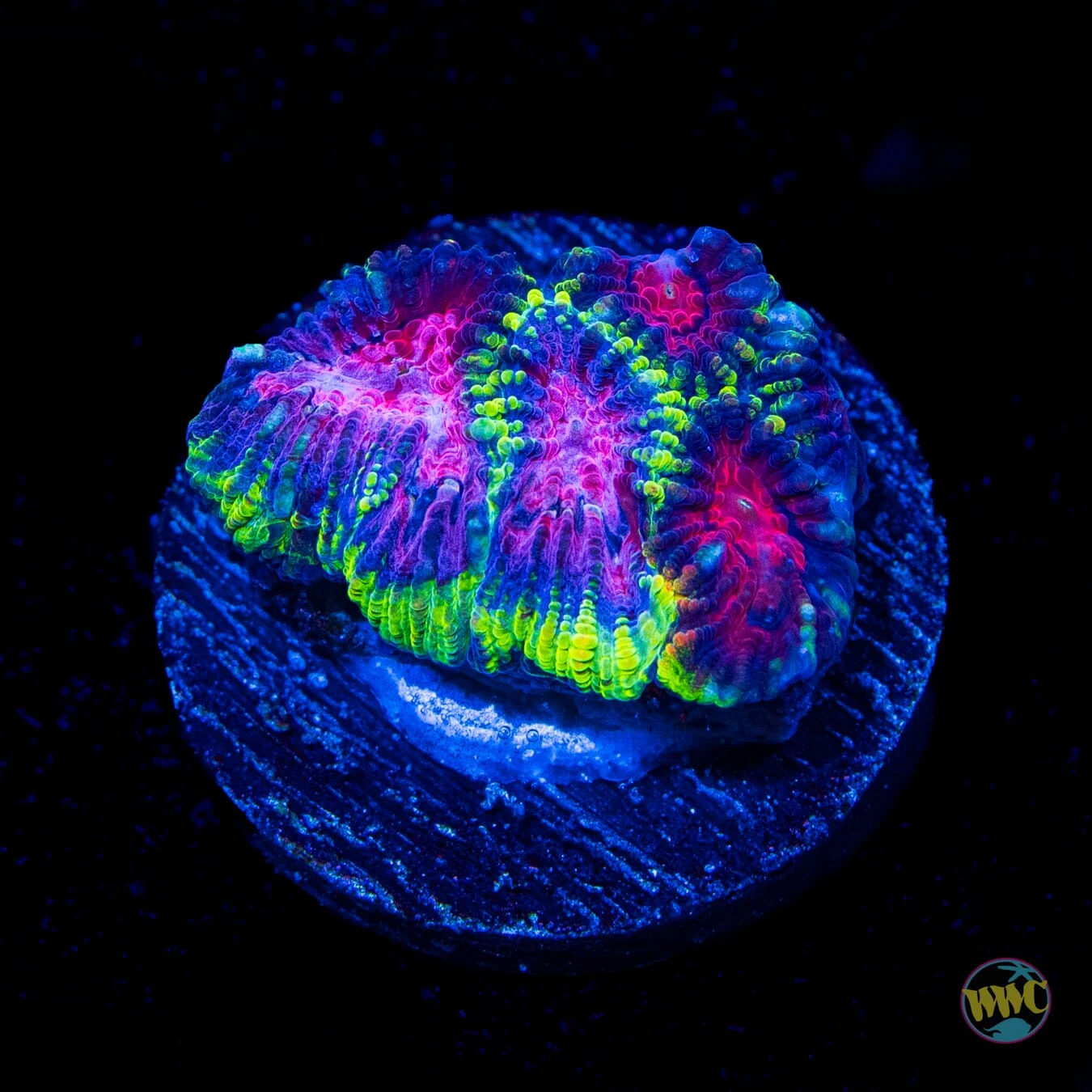 WWC Pinko De Gallo Favia 3 WWC Pinko De Gallo Favia