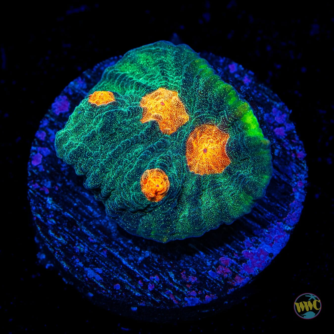 WWC Golden Boy Chalice 3 WWC Golden Boy Chalice