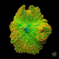 WWC Maui Zowwee Rhodactis Mushroom