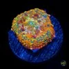 Half Baked Rhodactis Mushroom -Coral Shop W MEM25 05 38