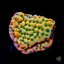 WWC Kung Pow Montipora