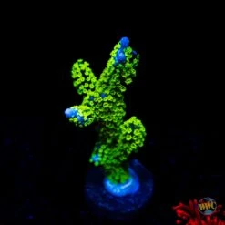 Tubbs Stellata Montipora