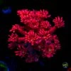 Cherry Bonkerz Goniopora -Coral Shop W MEM25 06 08