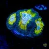 WWC Blue Lobster Favia -Coral Shop W MEM25 06 11