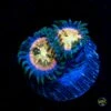 Hawaiian Ding Dangs Zoanthids -Coral Shop W MEM25 07 17