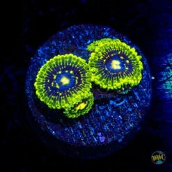 Exosphere Zoanthids