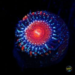 Salted Agave Zoanthid