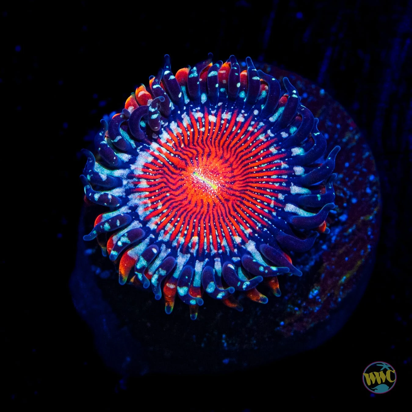 Salted Agave Zoanthid 3 Salted Agave Zoanthid