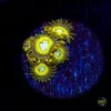 Pikachu Zoanthids -Coral Shop W MEM25 07 35