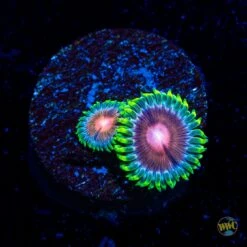 WWC Lucky Kentucky Zoanthids