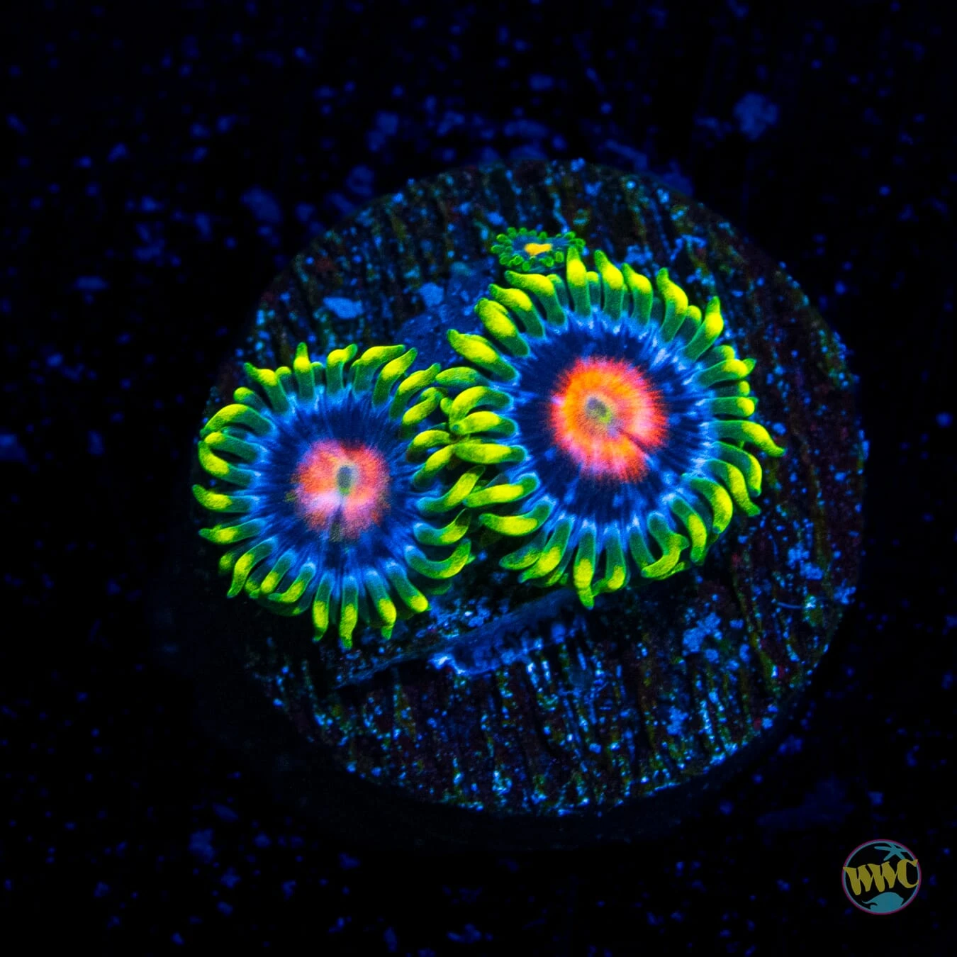 Ultimate Blowpop Zoanthids 3 Ultimate Blowpop Zoanthids