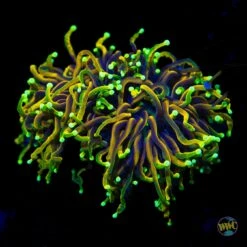 WWC Dragon Soul Torch