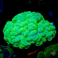 Neon Bubble Coral