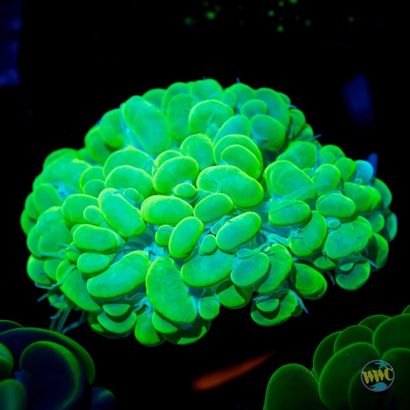 Neon Bubble Coral 3 Neon Bubble Coral