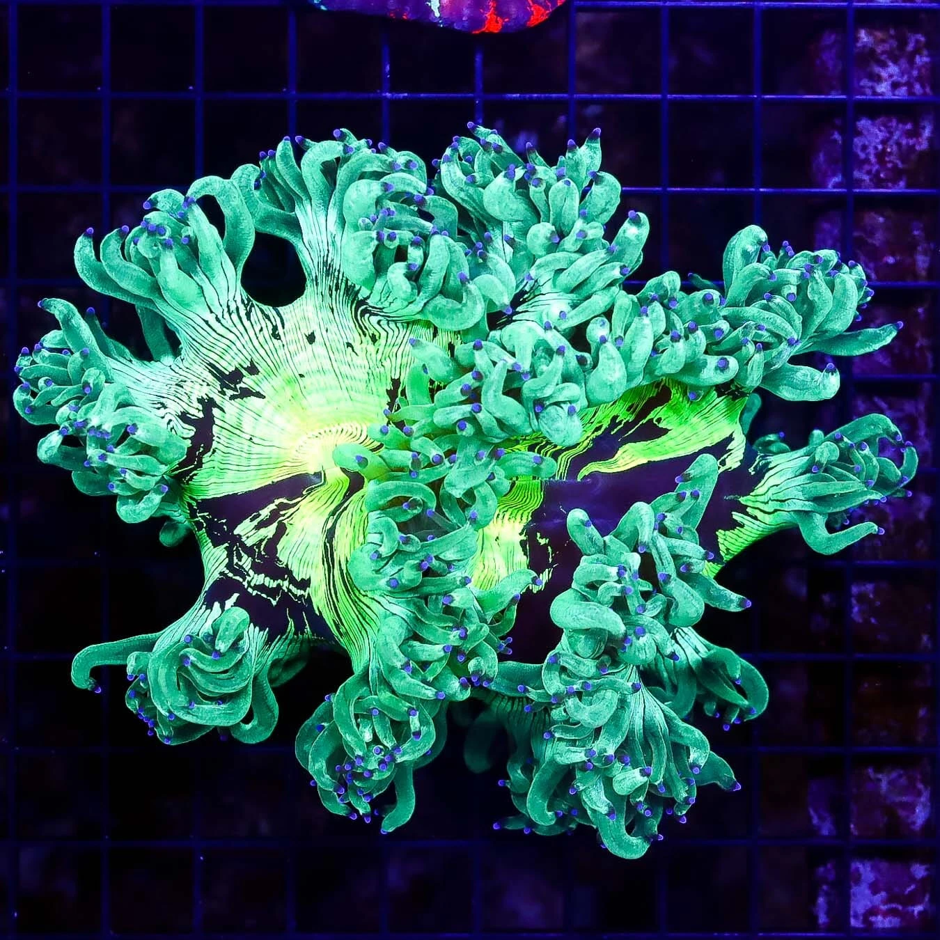 Aussie Lavender Tipped Elegance 3 Aussie Lavender Tipped Elegance