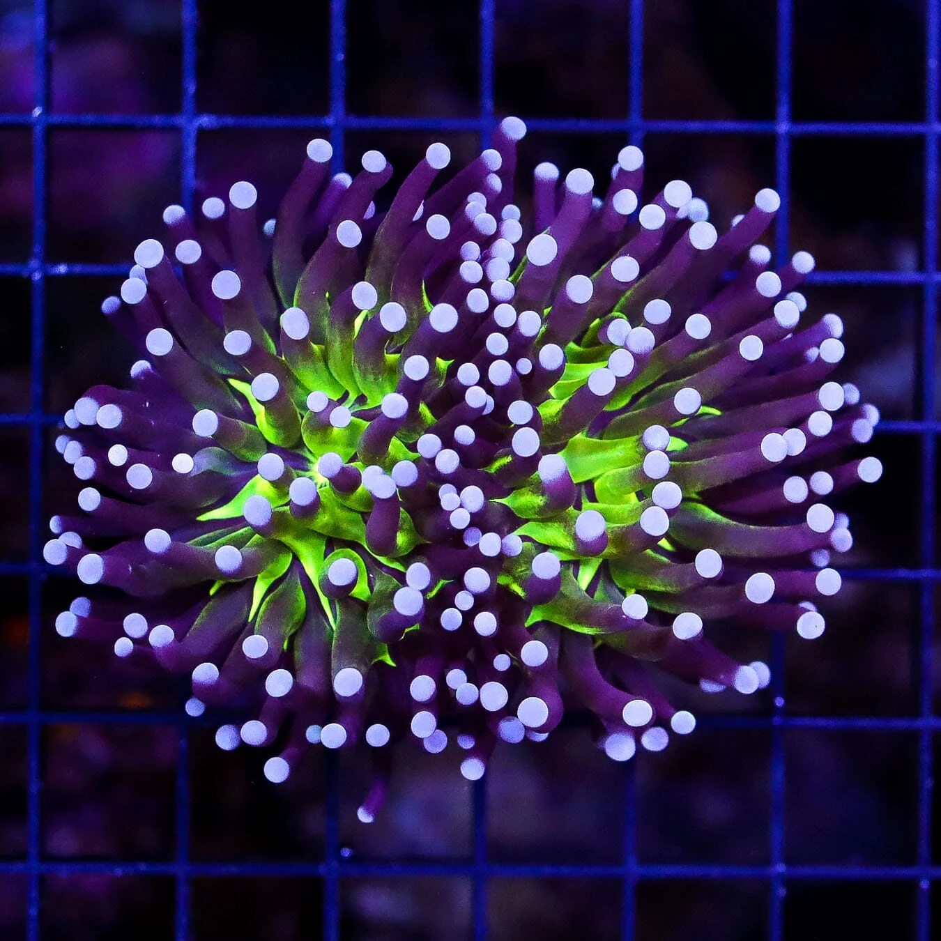 Indo Joker Torch 2 Indo Joker Torch