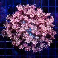 Pastel Pink Goniopora