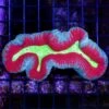 Alien Lagoon Lobophyllia -Coral Shop WCS 042125 14