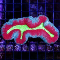 Alien Lagoon Lobophyllia