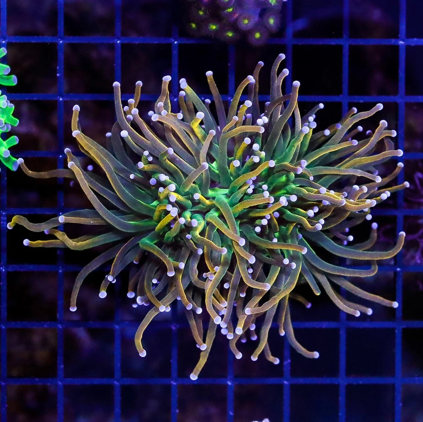 Holy Moly Torch 3 Holy Moly Torch