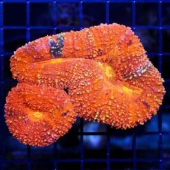 Halloween Lobophyllia