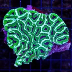 Aussie Bicolor Platygyra