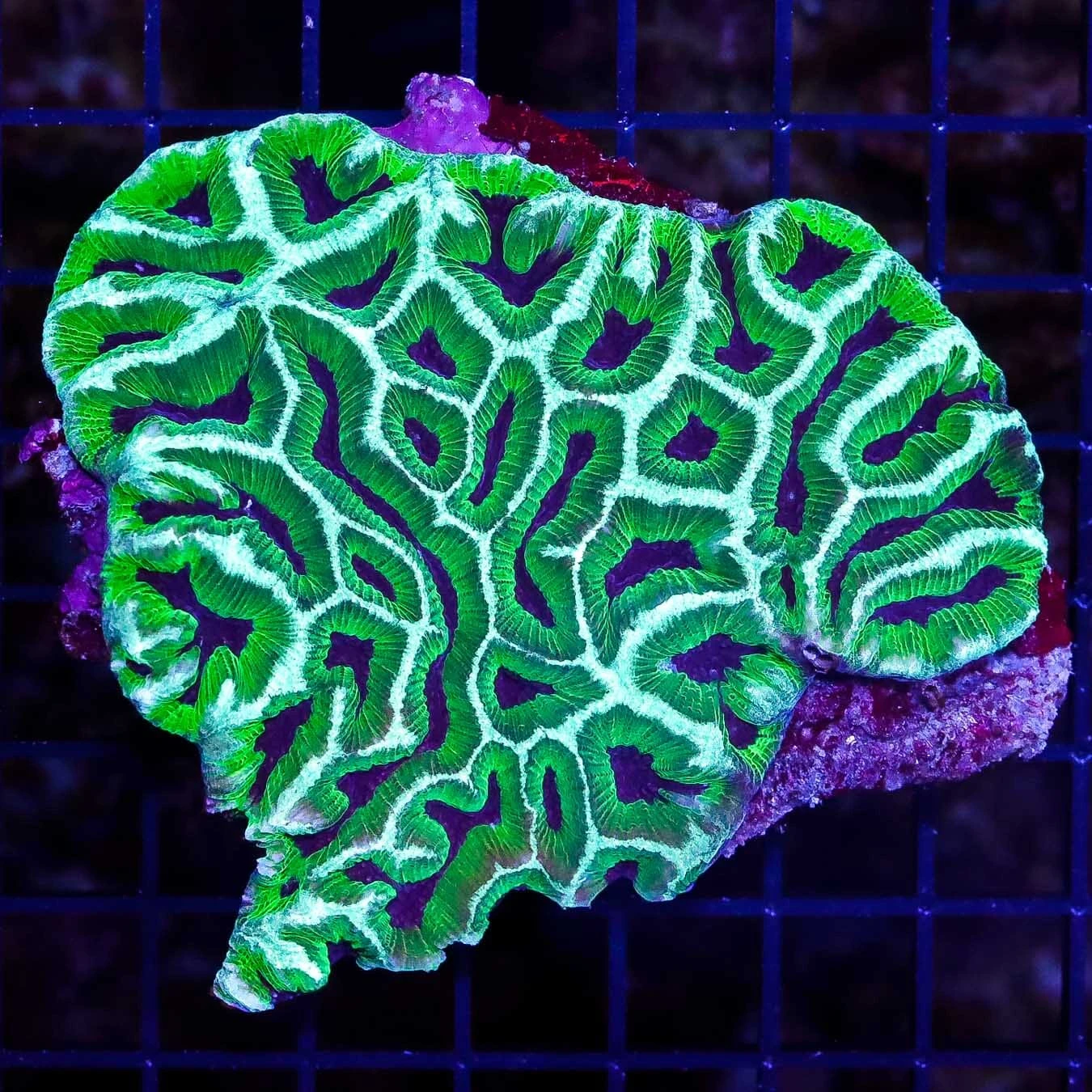 Aussie Bicolor Platygyra 3 Aussie Bicolor Platygyra