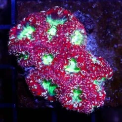 Holiday Spectacular Blastomussa