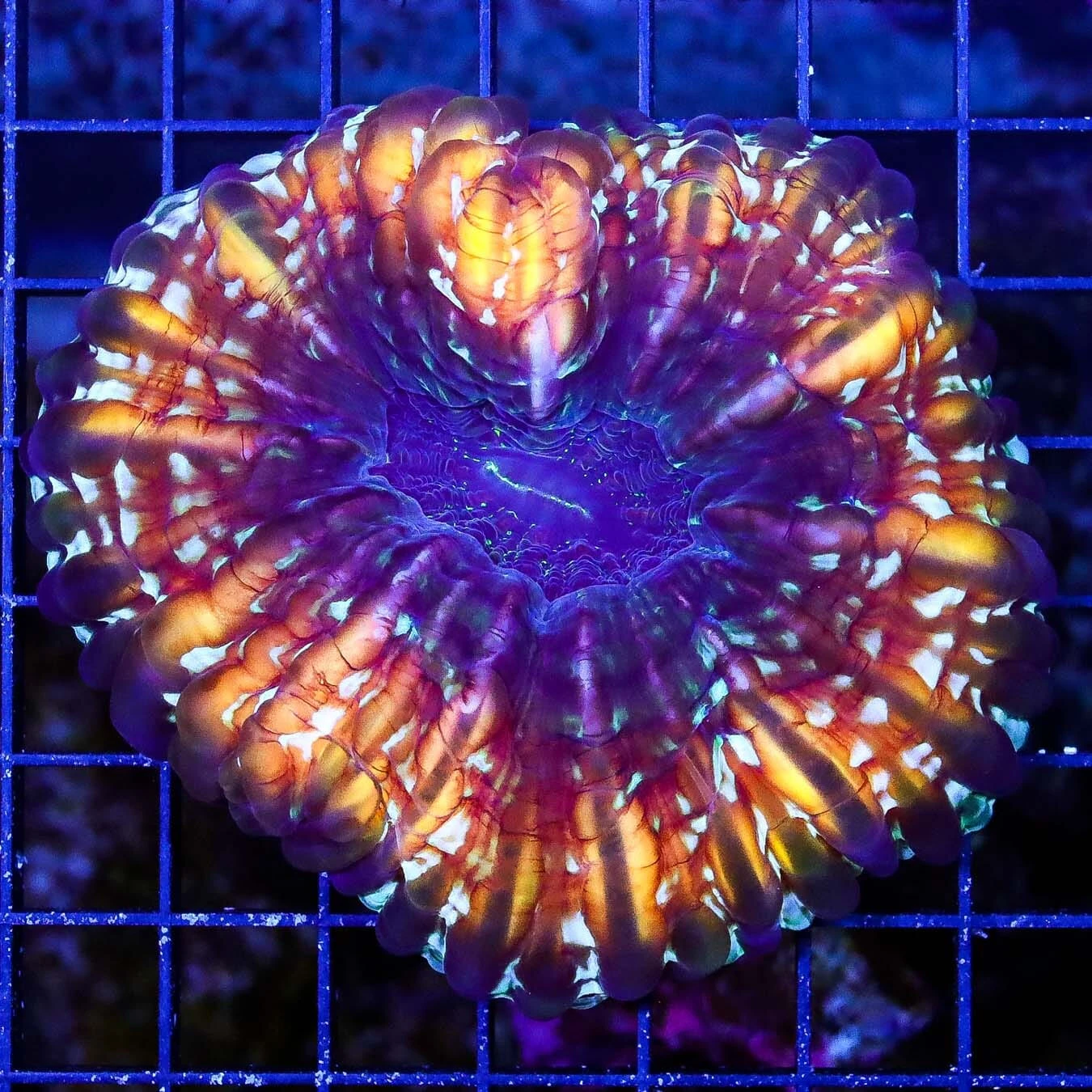 Crazy Gemstone Cynarina 3 Crazy Gemstone Cynarina