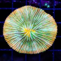 Lemon Lime Plate Coral