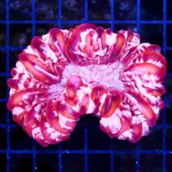 Strawberries And Cream Cynarina