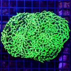 Radioactive Splatter Wall Hammer