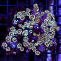 Wild Nirvana Zoanthids