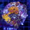 Ultimate Zoanthid Combo Rock 1 Ultimate Zoanthid Combo Rock -Coral Shop WCS 052625 04