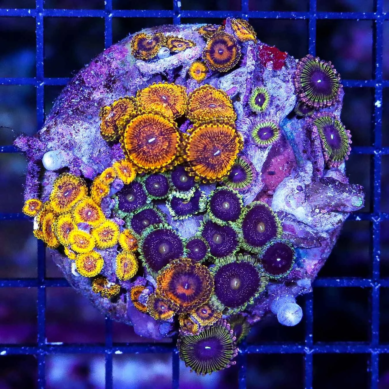 Ultimate Zoanthid Combo Rock 3 Ultimate Zoanthid Combo Rock
