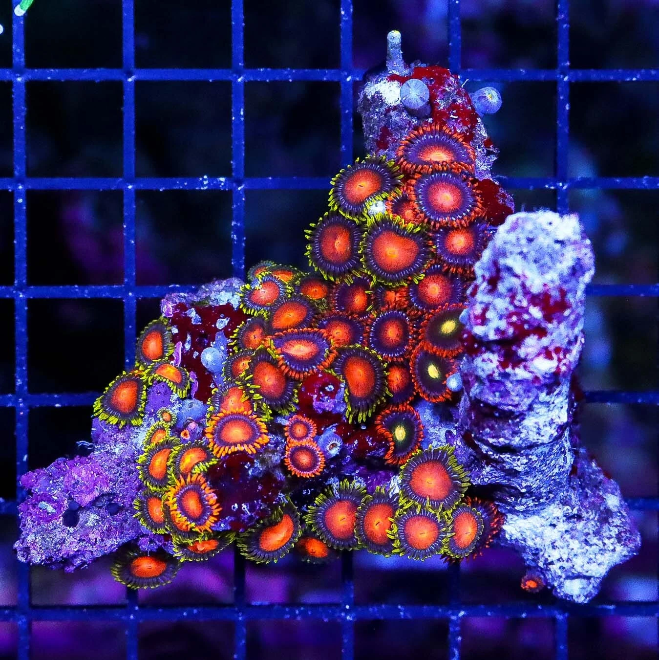 Fiji Rising Sun And Bam Bam Zoanthid Combo 3 Fiji Rising Sun And Bam Bam Zoanthid Combo