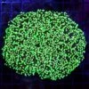 Wicked Neon Wall Frogspawn -Coral Shop WCS 052625 07