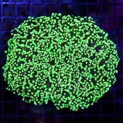 Wicked Neon Wall Frogspawn